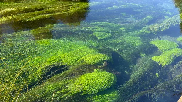 Wai-O-Tapu, Redwood Forest & Blue Springs Tour - Full Day