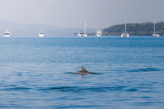 Moreton Bay Luxury Sailing Cruise, Half Day - Brisbane