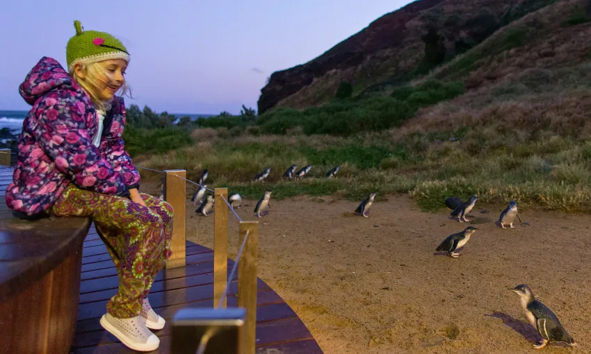 Phillip Island Penguins Plus Tour from Melbourne | Experience Oz