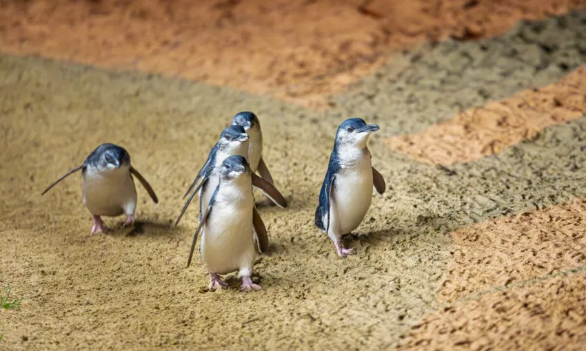 Phillip Island Penguins Plus Tour from Melbourne | Experience Oz