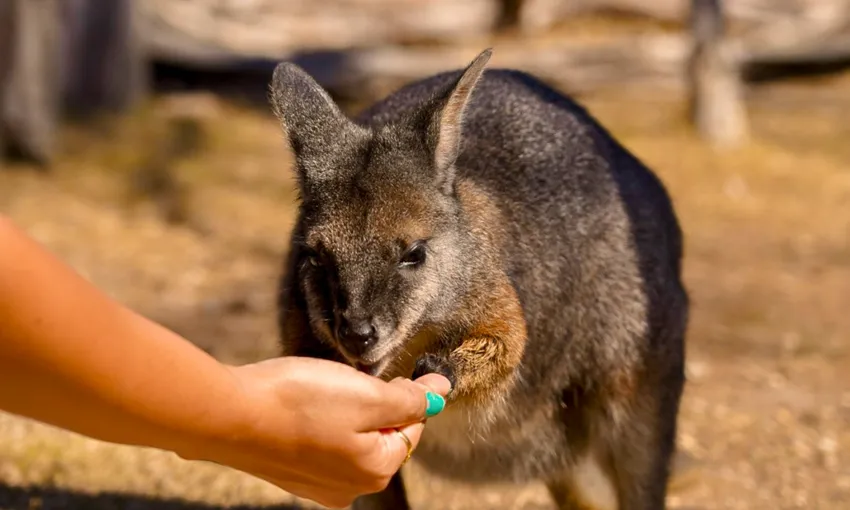 Phillip Island Penguins Plus Tour from Melbourne | Experience Oz