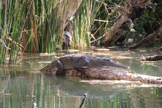 Kununurra Ord River Cruise with Lunch - Full Day