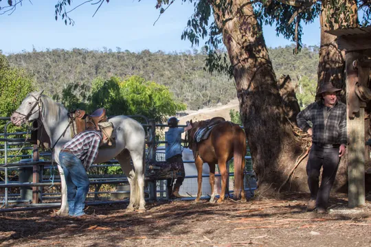 Yarra Valley Beginner Friendly Horse Trail Ride - 2.5 Hours
