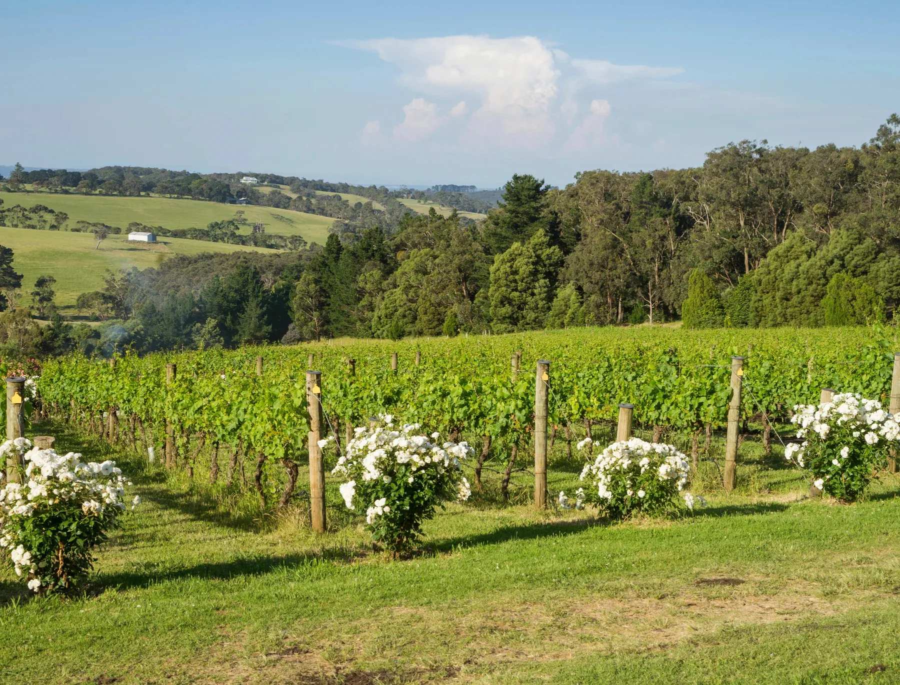 Mystery Wine & Dine Adventure - For 2 | Experience Oz-4