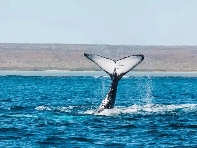 Exmouth Whale Sharks and Whales SEP-NOV Tour | Experience Oz