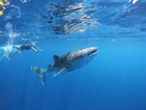 Exmouth Whale Sharks and Whales SEP-NOV Tour - Full Day