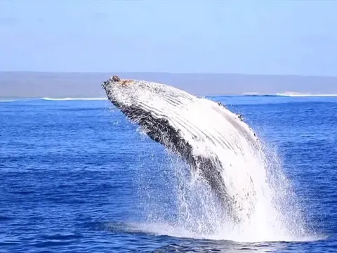 Exmouth Whale Sharks and Whales SEP-NOV Tour - Full Day