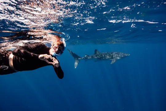 Exmouth Whale Sharks and Whales SEP-NOV Tour - Full Day