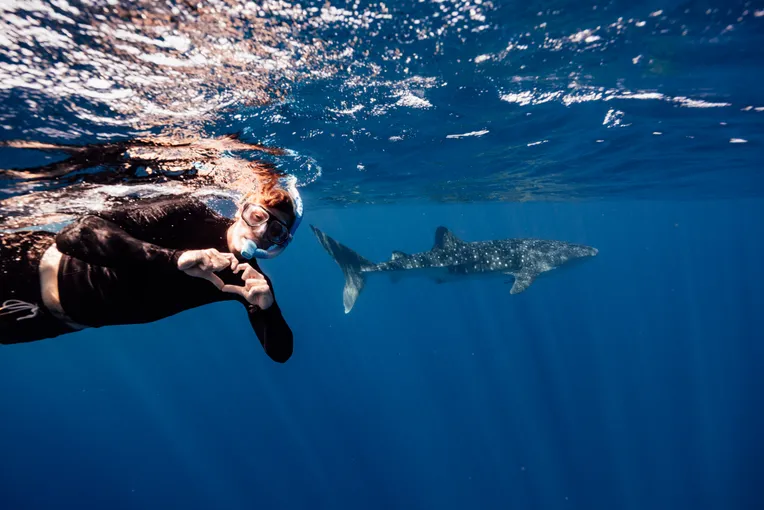 Exmouth Whale Sharks and Whales SEP-NOV Tour | Experience Oz