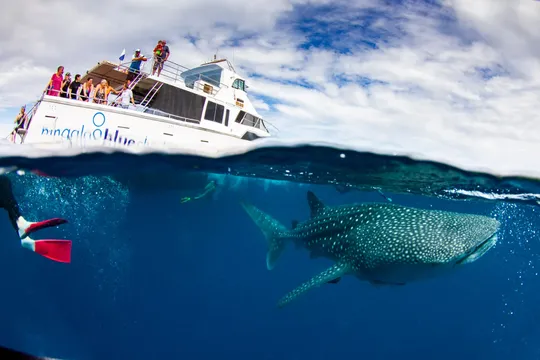 Exmouth Whale Sharks and Whales SEP-NOV Tour - Full Day