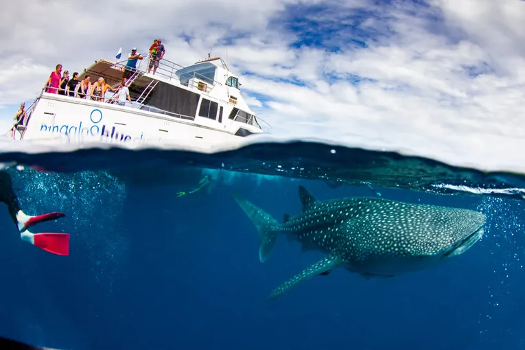 Exmouth Whale Sharks and Whales SEP-NOV Tour | Experience Oz