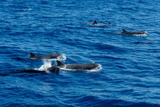 Exmouth Whale Sharks and Whales SEP-NOV Tour - Full Day