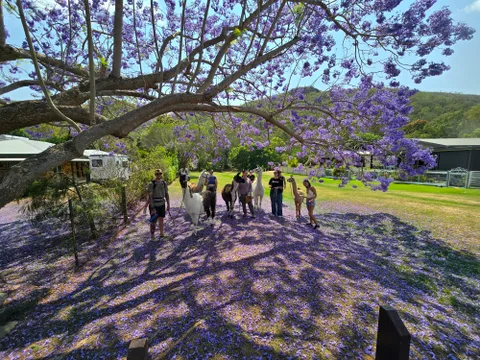 Esk Guided Llama Walk, Feeding & Cafe Stop with Drink