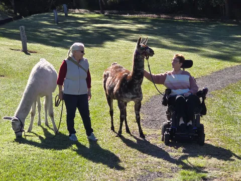 Esk Guided Llama Walk, Feeding & Cafe Stop with Drink