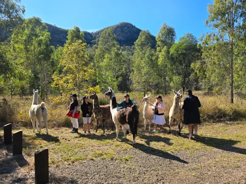 Esk Guided Llama Walk, Feeding & Cafe Stop with Drink