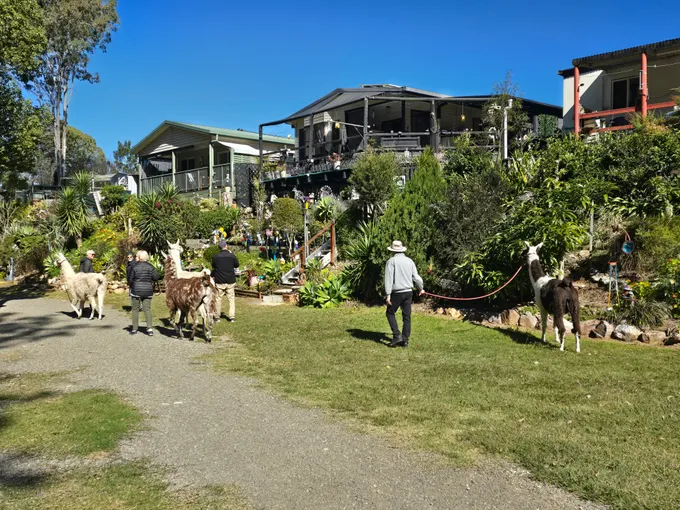 Esk Llama Walk, Feeding & Cafe Stop with Drink | Experience Oz