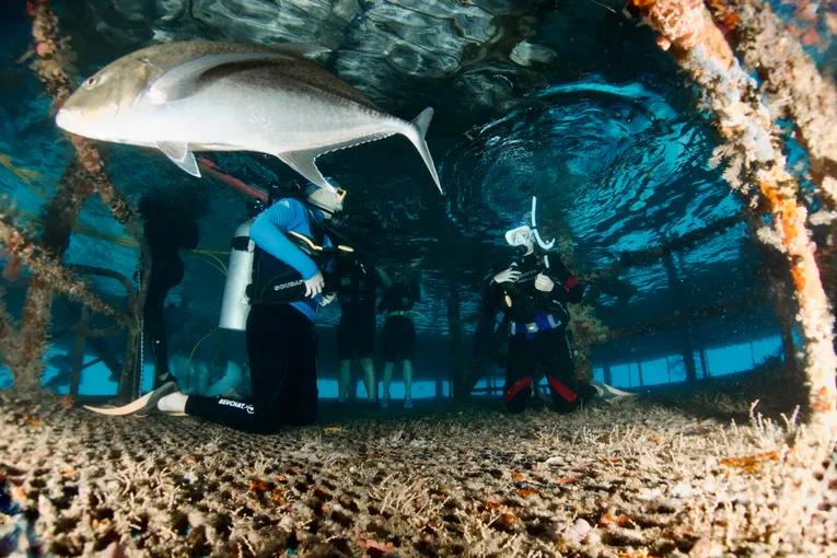 Advanced Open Water Dive Course, 2 Days – Great Barrier Reef