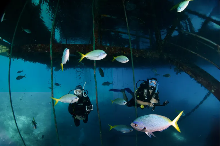 Stress & Rescue Dive Course, 2 Days – Great Barrier Reef