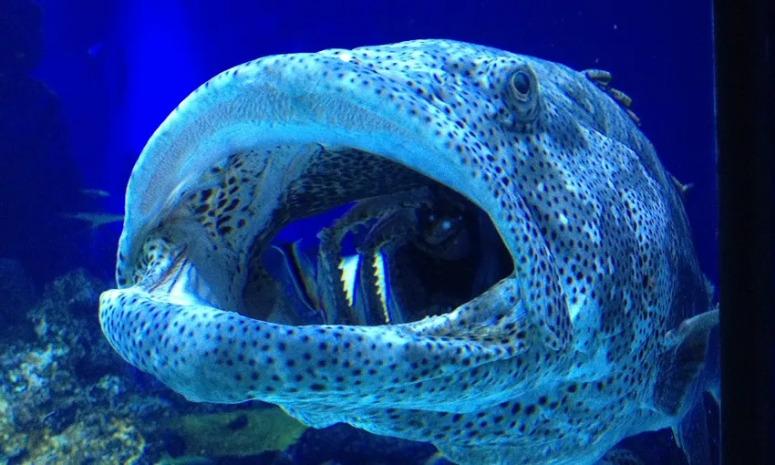 Guided Twilight Aquarium Tour, 2 Hours – Cairns