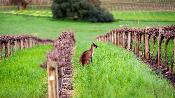 Barossa Valley Private Wine Tour from Adelaide - Full Day
