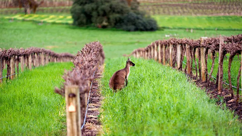 Barossa Valley Private Wine Tour - Full Day | Experience Oz