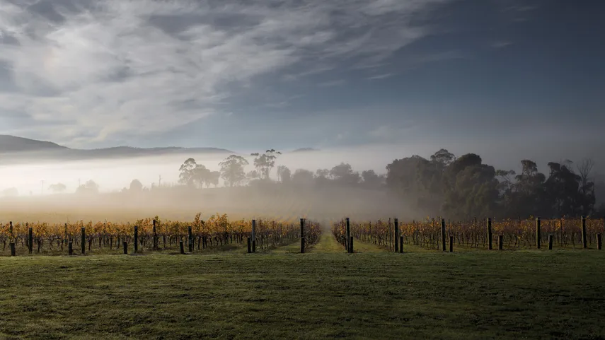 Yarra Valley Private Tasting, Tour & Lunch For 2 | Experience Oz