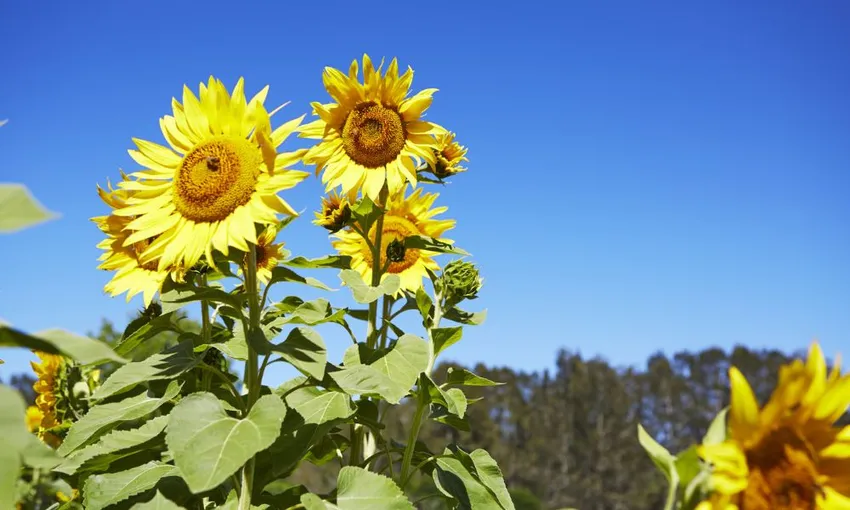 Hunter Valley Wine & Cheese Day Tour from Sydney | Experience Oz