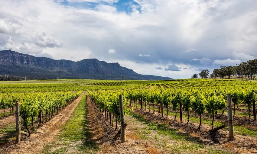 Hunter Valley Wine & Cheese Day Tour from Sydney | Experience Oz