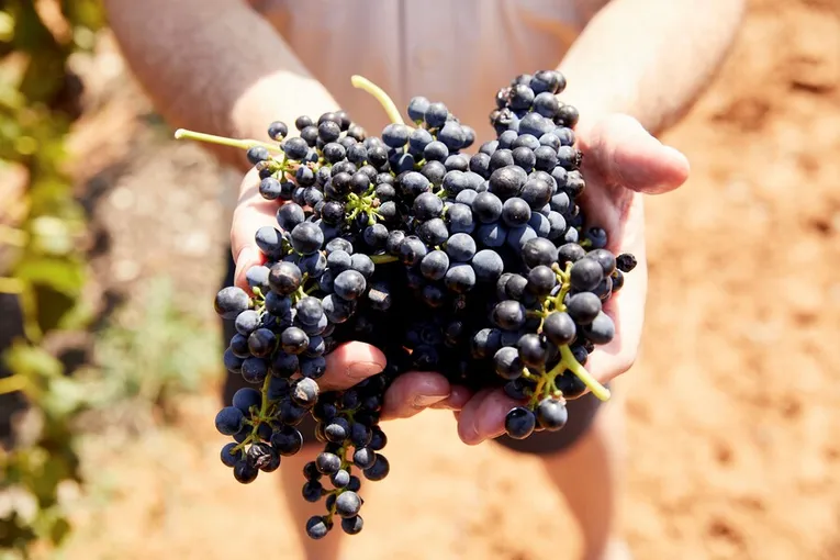 Hunter Valley Wine & Cheese Day Tour from Sydney | Experience Oz
