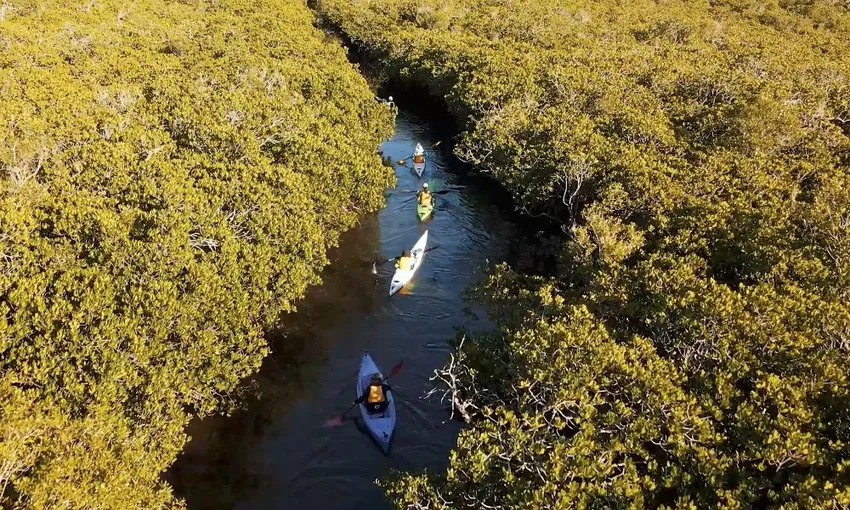 Noosa River Guided Kayak Tour - 2 Hours | Experience Oz