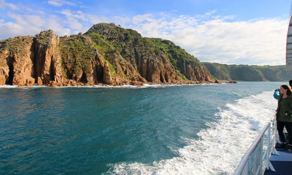 Phillip Island Dolphin and Whale Watch Cruise with Afternoon Tea | Experience Oz-1