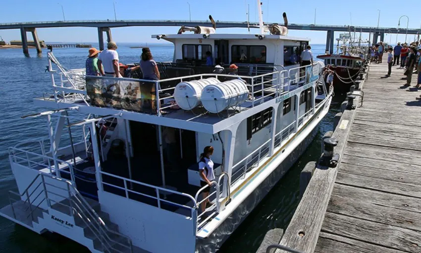 Phillip Island Dolphin and Whale Watch Cruise with Afternoon Tea | Experience Oz