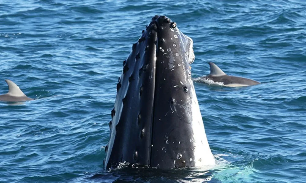 Phillip Island Dolphin and Whale Watch Cruise with Afternoon Tea | Experience Oz-4
