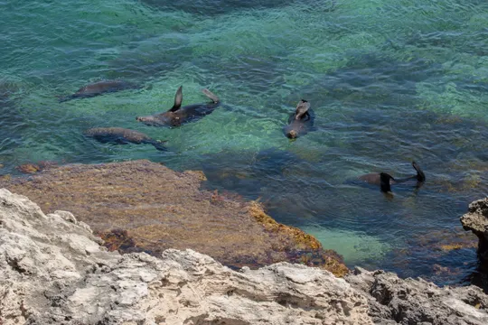 Rottnest Island West End Sunset & Seals Tour - 1.75 Hours