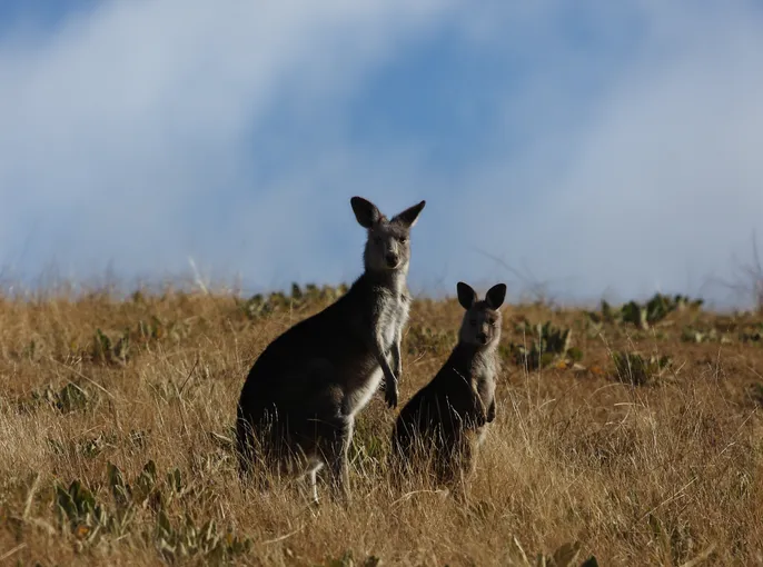 Canberra Small-Group Day Tour from Sydney | Experience Oz