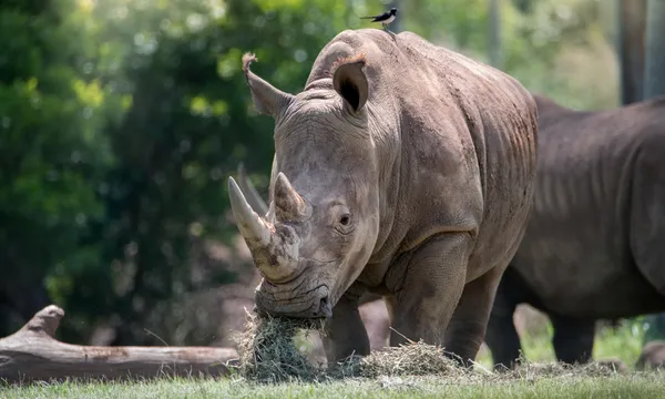 Australia Zoo Admission & Wildlife Hospital Entry - 2 Days