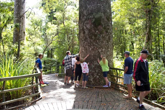 Bay of Islands Puketi Forest Guided Walk - Full Day