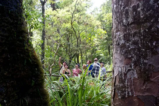 Bay of Islands Puketi Forest Guided Walk - Full Day