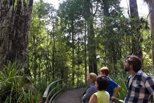 Bay of Islands Puketi Forest Guided Walk - Full Day