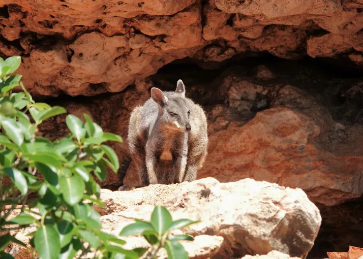 Exmouth Ningaloo Range to Reef Safari with Lunch | Experience Oz