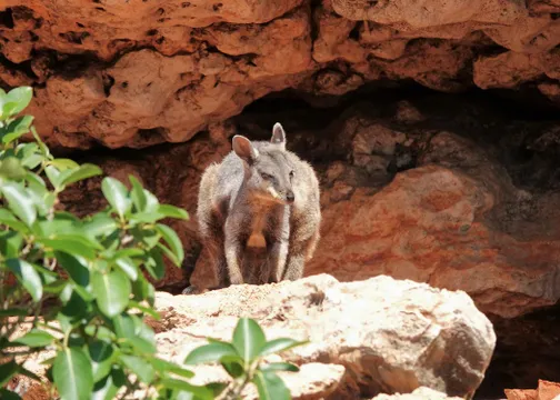 Exmouth Ningaloo Range to Reef Safari with Lunch - Full Day
