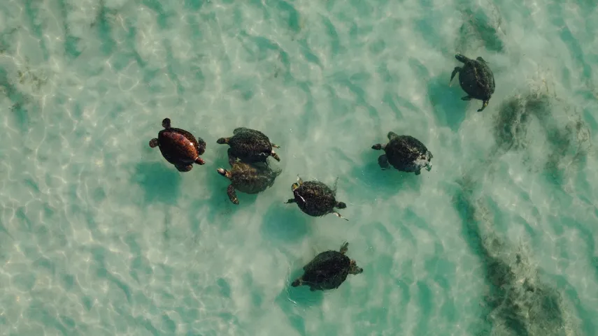 Ningaloo Turtle Watching & Stargazing Tour | Experience Oz
