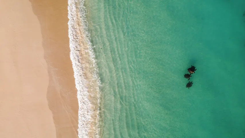 Ningaloo Turtle Watching & Stargazing Tour | Experience Oz