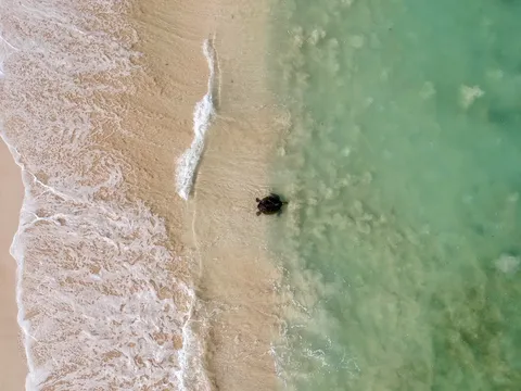 Ningaloo Turtle Watching & Stargazing Tour - 4 Hours
