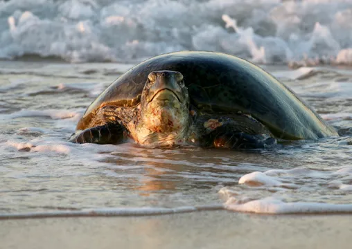 Ningaloo Turtle Watching & Stargazing Tour - 4 Hours