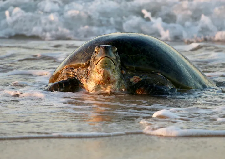 Ningaloo Turtle Watching & Stargazing Tour | Experience Oz