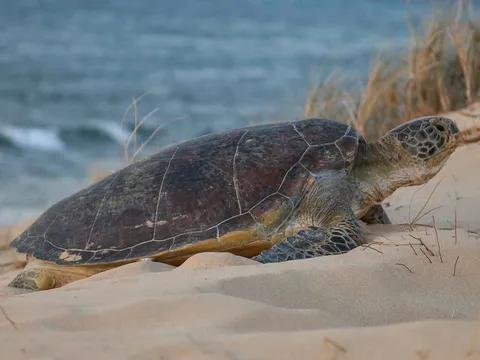 Ningaloo Turtle Watching & Stargazing, 4 Hours – Exmouth