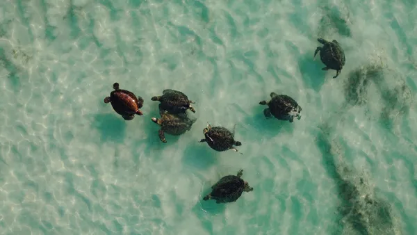 Ningaloo Turtle Watching & Stargazing, 4 Hours – Exmouth