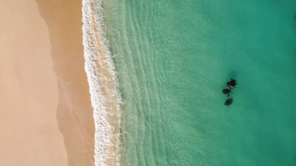 Ningaloo Turtle Watching & Stargazing, 4 Hours – Exmouth