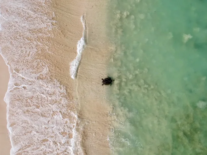 Ningaloo Turtle Watching & Stargazing, 4 Hours – Exmouth